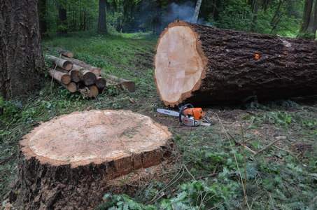 Arboristika, rizikové kácení