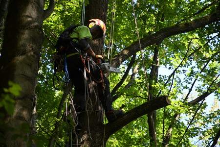 Arboristika, rizikové kácení