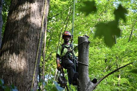 Arboristika, rizikové kácení