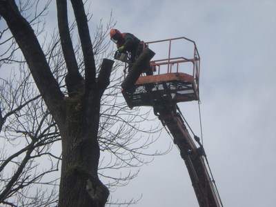 Arboristika, rizikové kácení