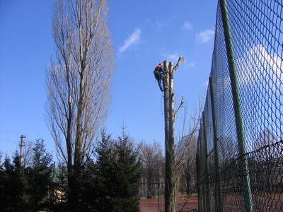 Arboristika, rizikové kácení