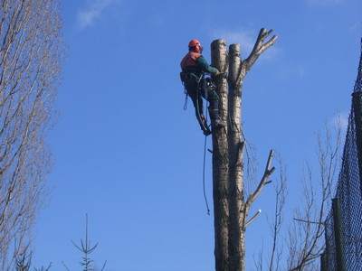 Arboristika, rizikové kácení