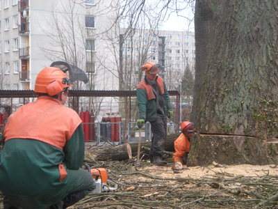 Arboristika, rizikové kácení