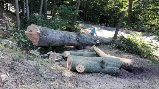 Arboristika, rizikové kácení