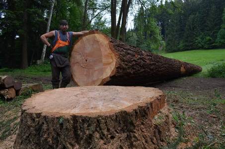 Arboristika, rizikové kácení