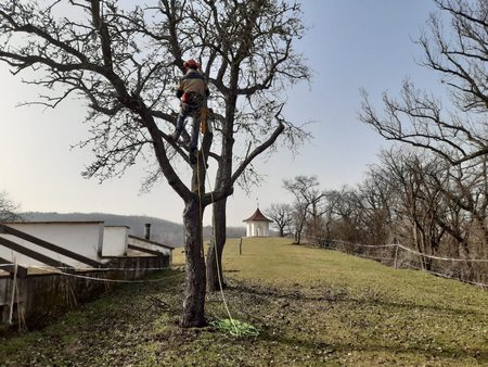 Arboristika, prořezávání a kácení stromů