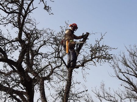 Arboristika, prořezávání a kácení stromů