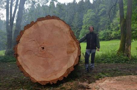 Arboristika, rizikové kácení