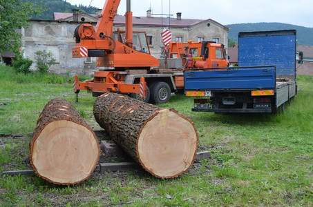 Arboristika, rizikové kácení